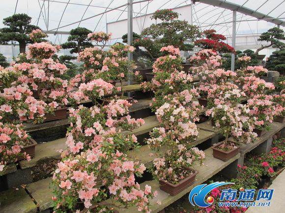 如皋市人民政府与中国盆景艺术家协会在北京签