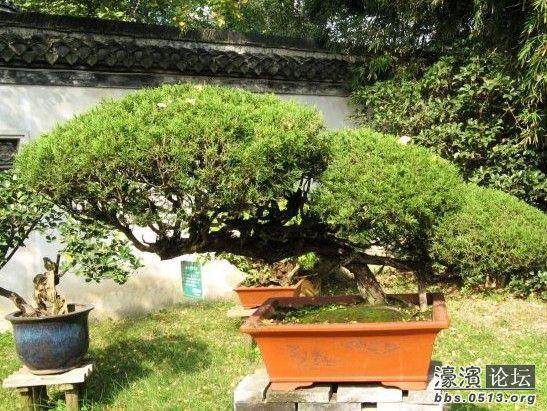 如皋擦亮花木盆景&ldquo;金招牌&rdquo;