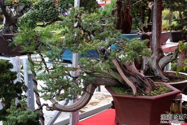 如皋花木盆景种植面积已达20万亩
