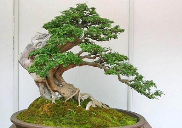 浅谈盆景艺术的五大流派