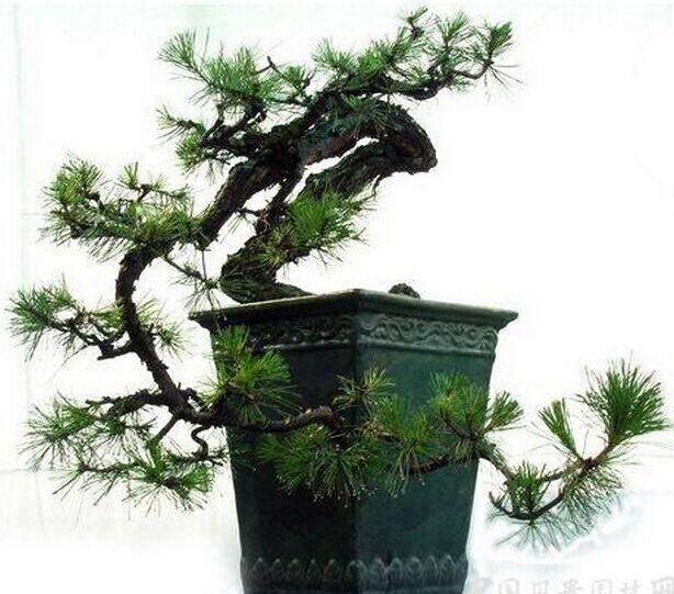 中国盆景五大流派