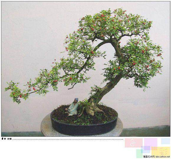 盆景艺术传统的五大流派