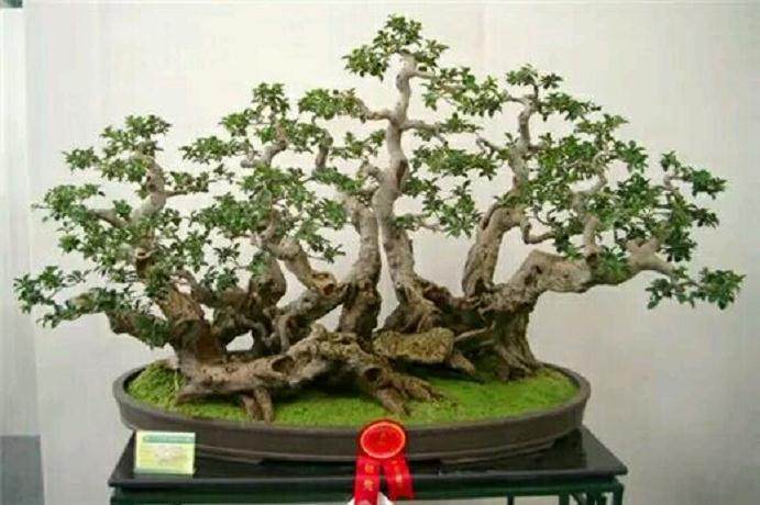 汇集全国五大流派盆景的“东方盆景园”如皋开园