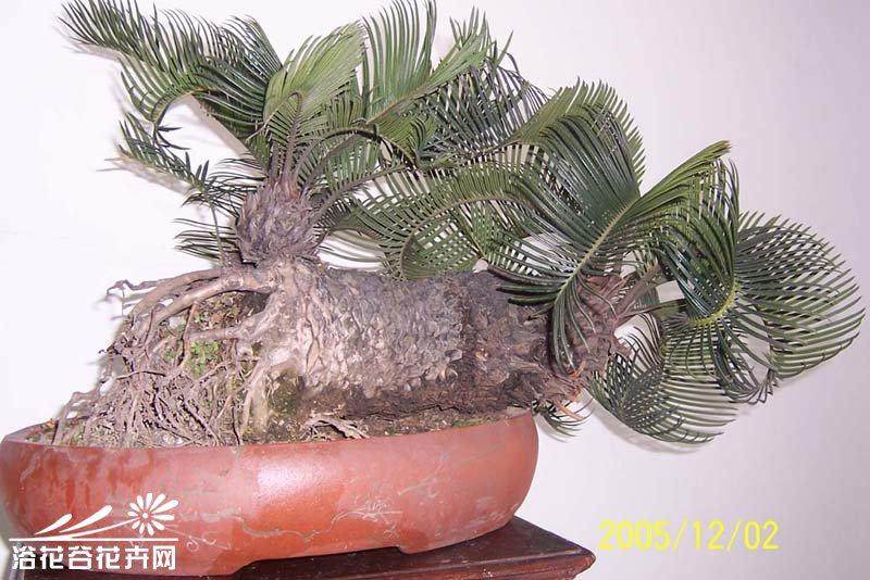 铁树盆景在不同季节的养护方法