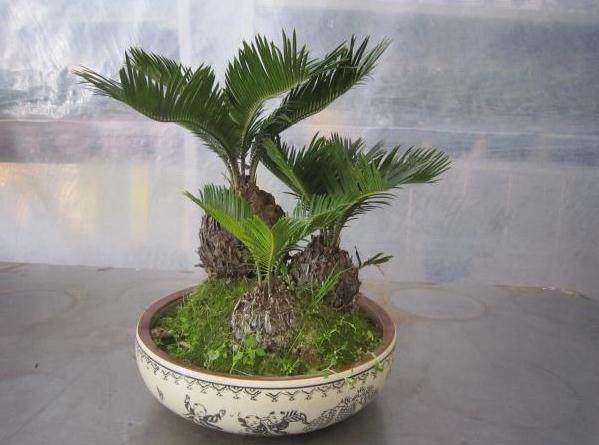 论多头铁树的盆景创作与养护管理