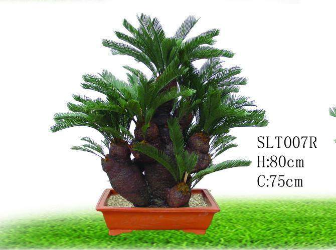 我刚买了小铁树盆景能在楼房室内养护吗？