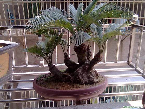 生长了三年的盆景铁树该如何来养护