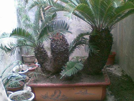 铁树盆景的养护注意事项