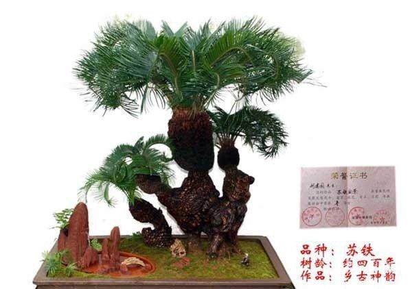 铁树盆景的养护方法