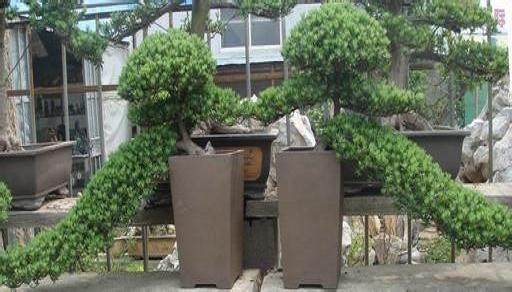 如皋盆景获世博会金奖