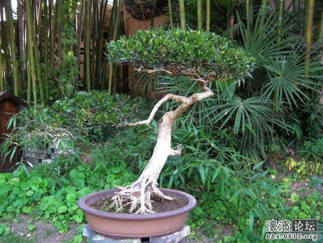 如皋市花木盆景艺术节