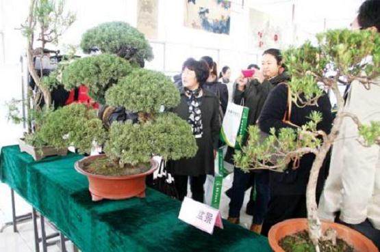 第二届如皋盆景艺术节于2002年10月底在江苏如皋市举行