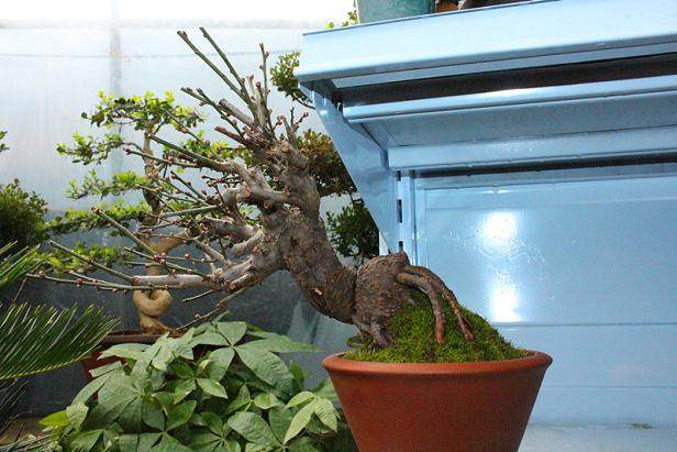 如皋兴建中华盆景园