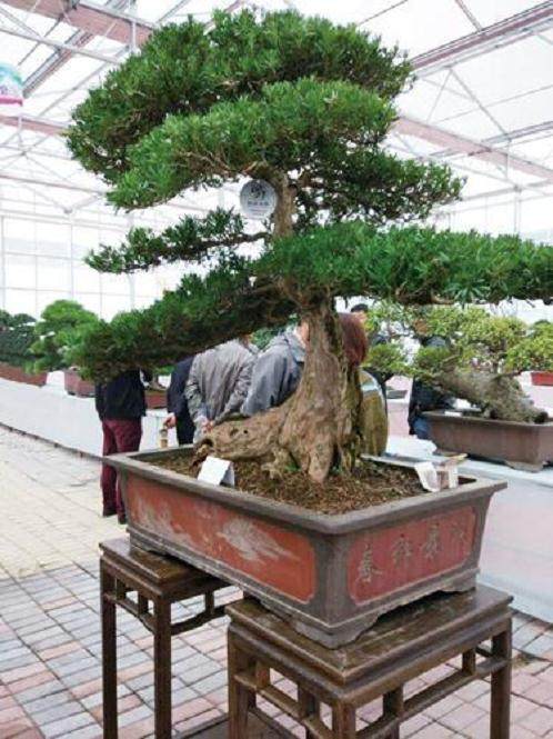 如皋绿园盆景捧回国际金奖