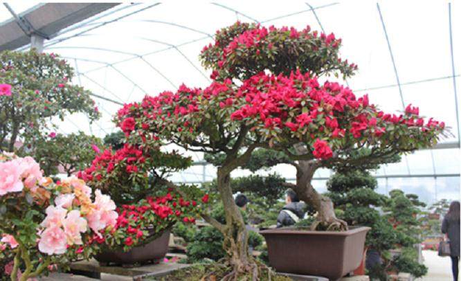 如皋绿园盆景已经享誉海内外，成为国际盆景界的重要力量