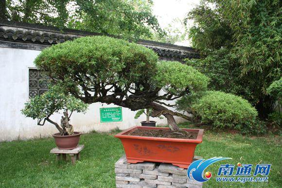 第七届中国如皋花木盆景艺术节筹备工作正紧锣密鼓推进中