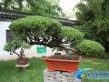 第七届中国如皋花木盆景艺术节筹备工作正紧锣密鼓推进中