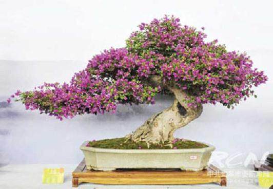 论如皋市花木盆景生产现状及发展思路