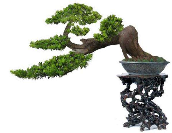 如皋市花木盆景向&ldquo;三化&rdquo;发展