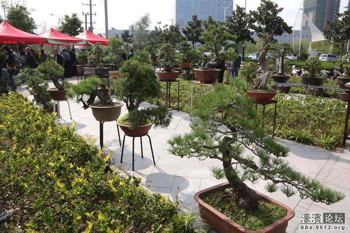 如皋盆景被中国盆景协会考订为全国盆景艺术七大流派之一