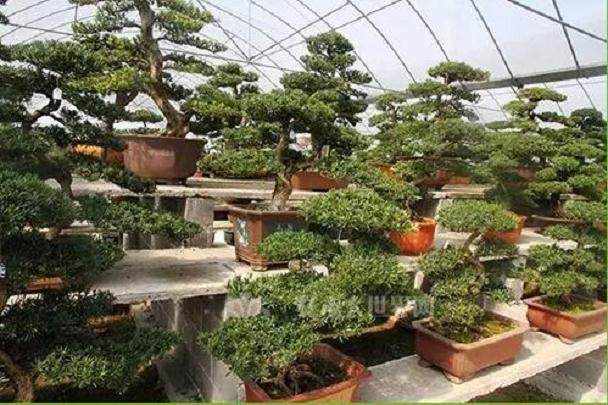 如皋市花木盆景商会学典型促发展