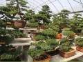 如皋市花木盆景商会学典型促发展