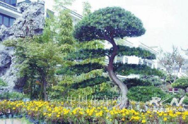 如皋花木盆景之都的介绍