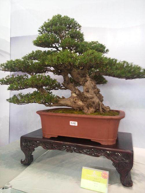 中国花木盆景之都－－长绿如皋