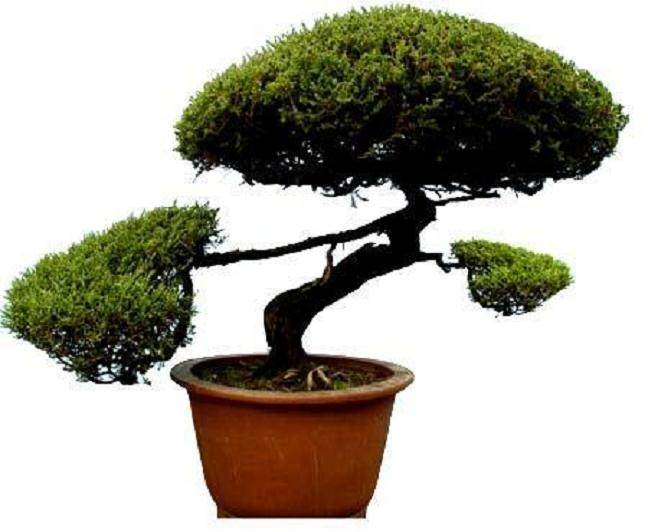 如皋花木市场的一盆盆形态各异的盆景