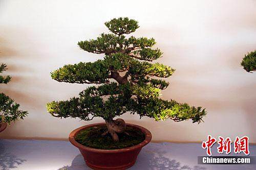 走进中南海的如皋盆景探索网销之路