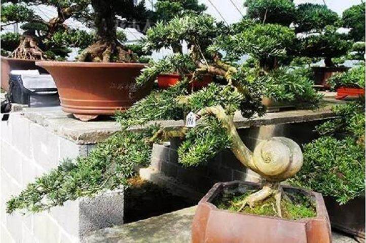 江苏盆景博物馆在如皋揭牌开馆