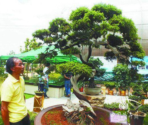 泉州最大的盆景市场在那里