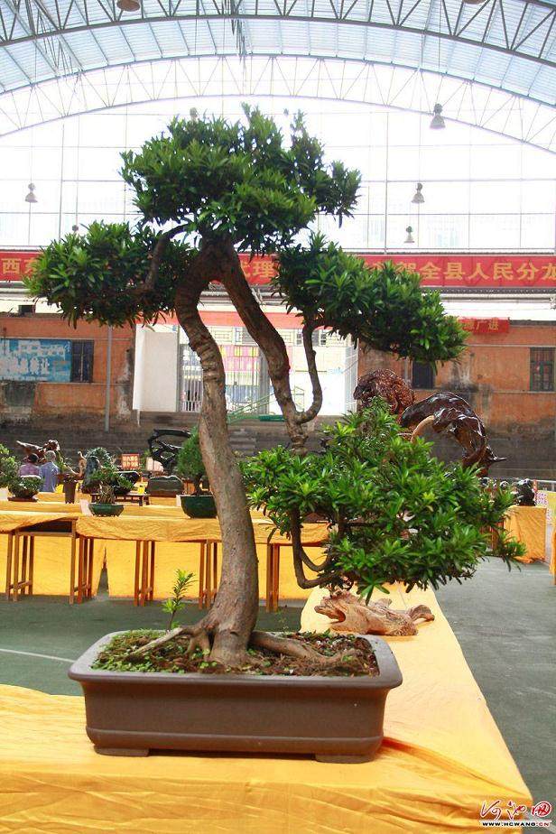 收藏盆景价格5年翻番 一盆罗汉松高达70万