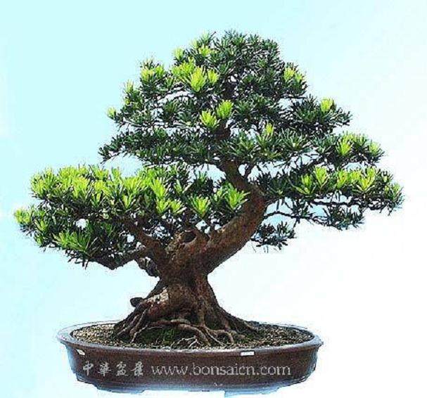 顺德洋罗汉松独领风骚