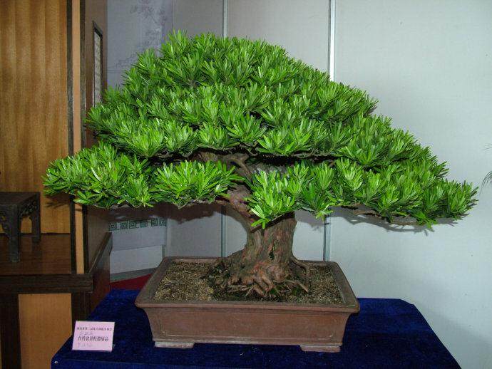 记者在海南花卉大世界见到了68万元的日本罗汉松