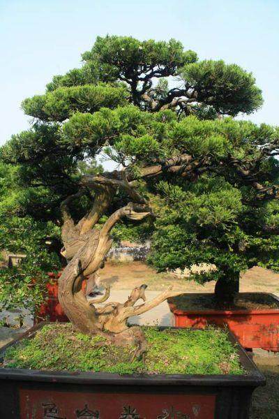 从日本东京引进的罗汉松正式落户海南花卉大世界