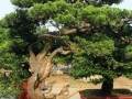 从日本东京引进的罗汉松正盆景式落户海南花卉大世界