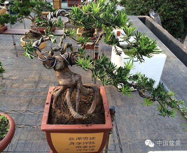 罗汉松盆景的市场分析