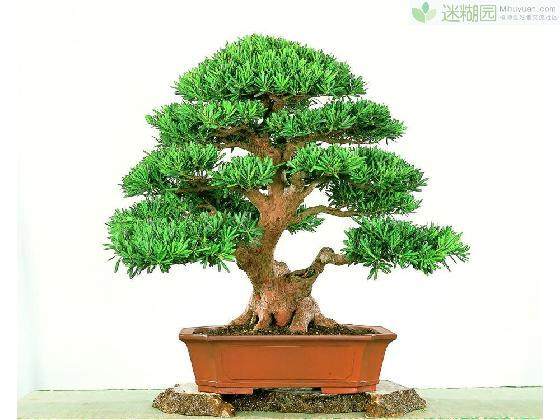 山东苗木商一次性洽购了400盆梅桩、罗汉松等盆景