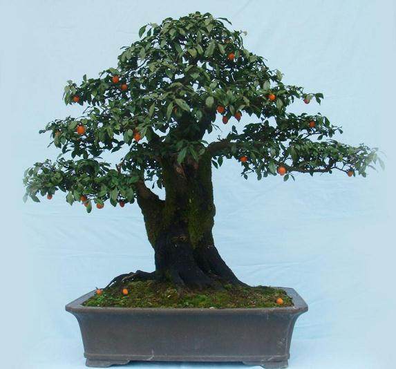 请教金弹子与老鸦相比哪个经济价值更高?