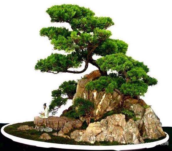 南通花鸟市场有吸水石假山盆景卖吗如果有怎么联系?