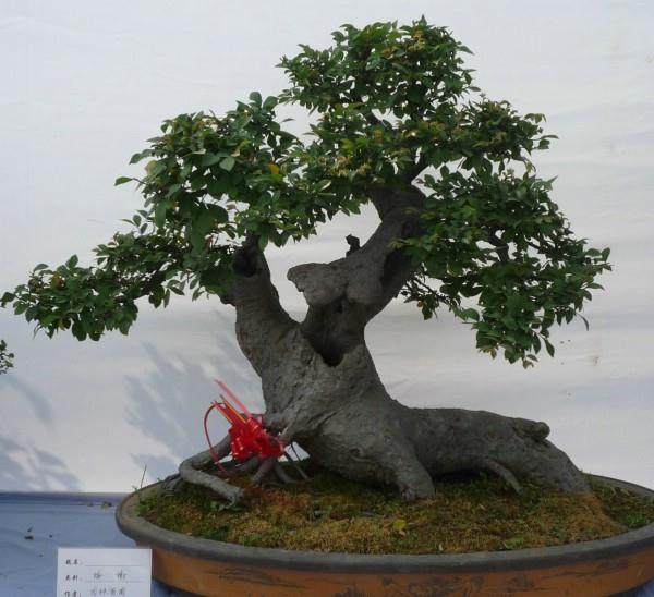 铜陵盆景亮相合肥