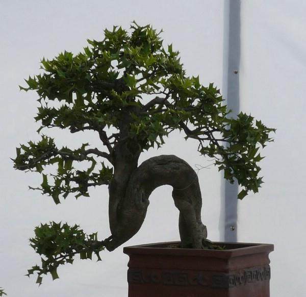 铜陵将建盆景园艺大市场