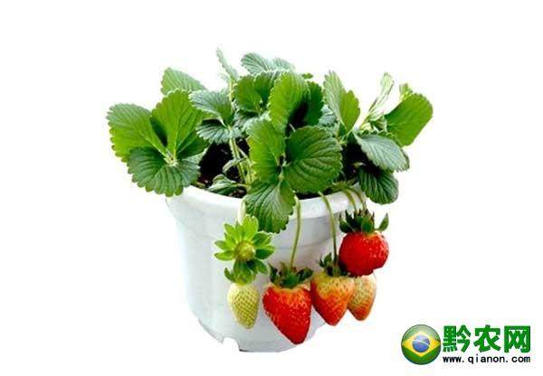 草莓盆景成为了市场上的新宠