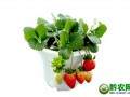 草莓盆景成为了市场上的新宠