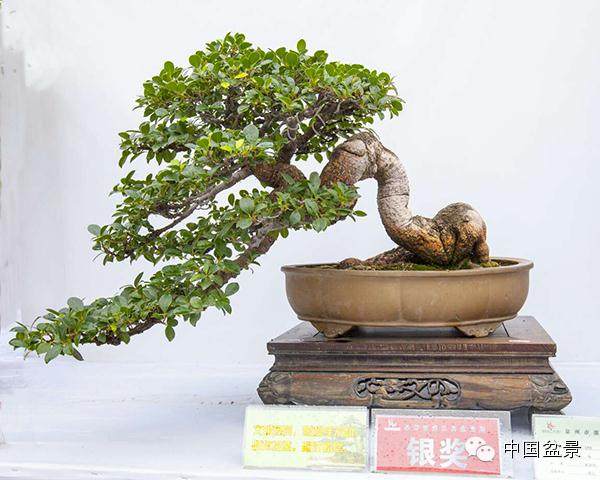 长阳高家堰镇盆景花卉市场