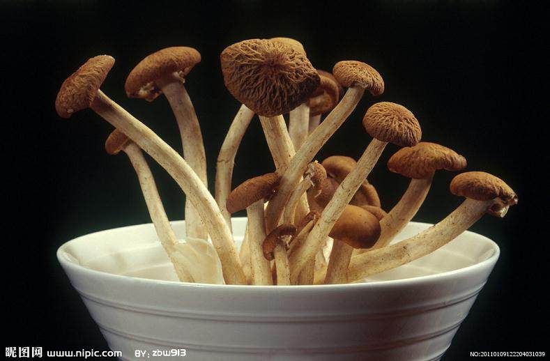 茶树菇盆景有很大的市场空间