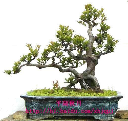 湖南盆景市场的前景调查