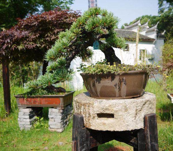 湖南退伍军人搬盆景致富成亿万富翁