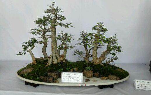 湖南省第三届花卉暨第二届林产品博览贸易会